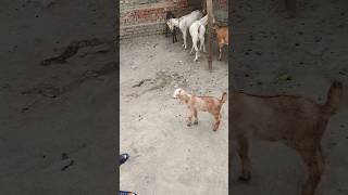 baby goat #shorts #viral #bakra #goat #bakridspecial #bakridmubarak