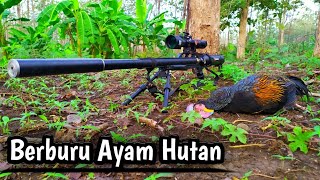 Berburu ayam hutan