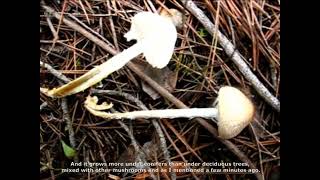 Lepiota magnispora. Champimaginatis. English Text.