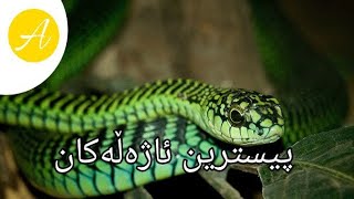 ١٠ کوشندەترین ئاژەڵەکان کە پێویستە مرۆڤ لێیان دوور بێت