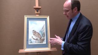 Abraham Meertens (1757-1823): A Little owl (Athene noctua)