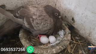 فراخ سيفيانوس للبيع 🕊🕊وتوليعة فغلاندايزر وطارزان حيحو فالسجنة