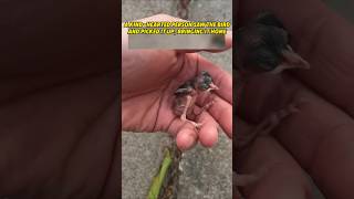 Helpless Baby Bird Rescued from the Street #shorts