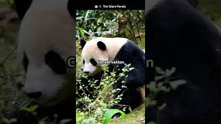 🐼🌿 The Giant Panda: Nature's Black and White Marvel! #GiantPanda