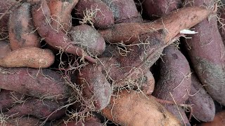 Harvesting sweet potatoes from my small garden 😍