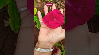 Flowers #shorts #short #youtubeshorts #shortsvideo #subscribe #viralshort #nature #trending #reels