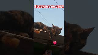 #gatos #cat #amoranimal #fé #family #brasil #dog #memes #esperança #caridell #caridade #gospel#viral