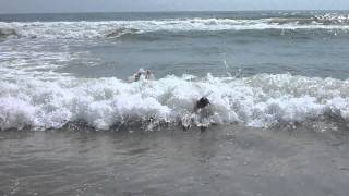 Outer Banks 2011.avi