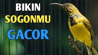 PANCINGAN SOGON, BIKIN SOGONMU GACOR DALAM SEKEJAP