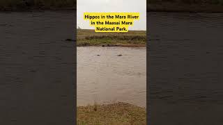 Watch Hippos in the Mara River in the Maasai Mara National Park.#kenya, #wilderness #wildebeest