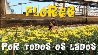 Passeio pelo campo de flores - Holambra | SP