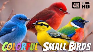 MOST BEAUTIFUL SMALL BIRDS 4K Ultra HD - 60FPS | Coulerful Birds | Relaxing Sounds | Birds Chirping