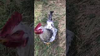 Chief Loves Blackberries- hand feeding our Rooster