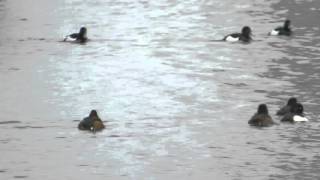 Ferruginous Duck at Caldecotte Lake 20th February 2016