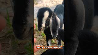 #shorts #shortsvideo #viral #purbashaagro #cattlefarm #goatfarming #goatlovers #cowvideos