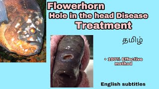 Hole in the head Disease Treatment | Aquapets & farm