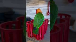 Lovely and Smart Parrot | amazing parrot