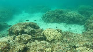 Amazing coral reef In Hawaii