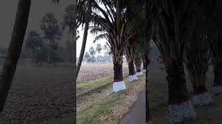 দত্তনগর কৃষি খামার #shorts #video #trees #nature