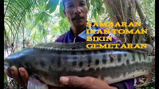 SAMBARAN IKAN TOMAN BIKIN  GEMETARAN