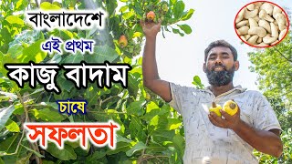 বাংলাদেশে এই প্রথম কাজু বাদাম চাষে সফলতা - Cashew nut Farming in Bangladesh - পর্ব ২৮ - কৃষি বিচিত্র