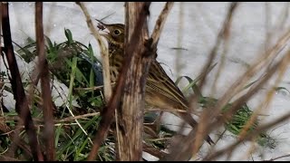 Ein Wiesenpieper. Im Winter😯! #Nahrungssuche Kiesgrube Laußig. #Vogelbeobachtung #MeadowPipit