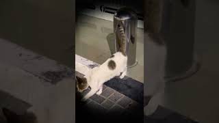 Cats lovers 🐈 #shorts #cats #catshorts#yt #catslover #catsofyoutube #catsvideo #iphone14promax