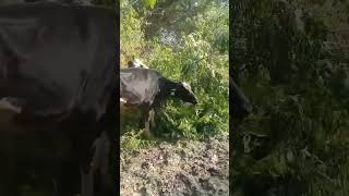 Young Heifers #cows #dairyanimal #dairy #animals