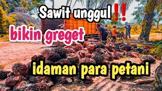 panen 8,5 ton‼️secepat kilat ➡️paling enak panen pokok pendek unggul jos 💪🏻💪🏻,#kerjasawit #petani