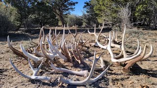 Shed Hunting 2022 (Part 1)