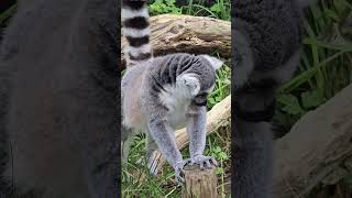 Ring Tailed Lemurs 😍😍