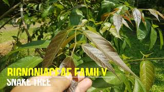 The Snake Tree, Stereospermum fimbriatum Wall. ex G. Don