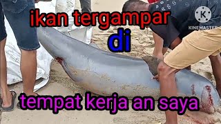 ADA IKAN BESAR TERGAMPAR DI TEMPAT KAMI BEKERJA