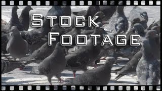 Free Stock Footage - Animals - birds, pigeons, pigeon invasion, crowd