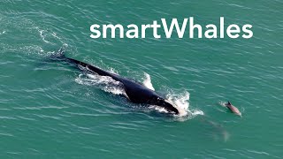 Beyond the Horizon: smartWhales