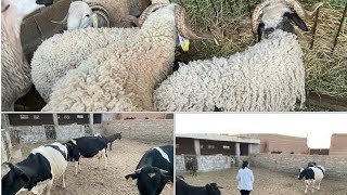 اثمنة حولي عيد الاضحى 2022 🐏 اثمنة مناسبة رغم ارتفاع الاسعار 😍 الصردي مابين 2000 و 5000درهم