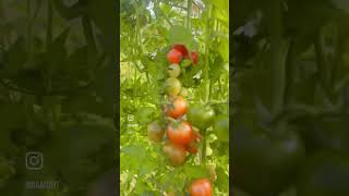 It’s juicy 🍅🍅🇦🇪🌴🥗 #greenhouse #hydroponics #uae #organic #youtubeshorts #البيوت #agro #dubai