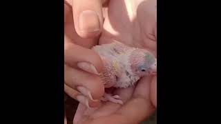 baby parrot