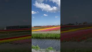 Amazing tulip fields in Netherlands 🌷#shorts #short