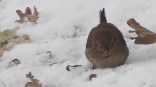 Zaunkönig schlägt Assel _ Eurasian wren _ #Vogelbeobachtung