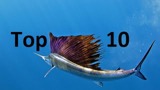 Top 10 Fastest fish