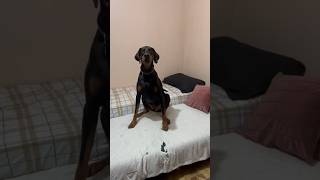 #cãodeguarda #dog #doberman #dobermanlove #dobermann #doglover #dogueiros #dobermann #dobermanpuppy