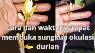 cara dan waktu yg tepat membuka sungkup okulasi durian agar tidak mati dan sukses