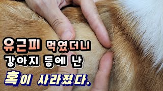 유근피 먹였더니 혹이 사라졌다.