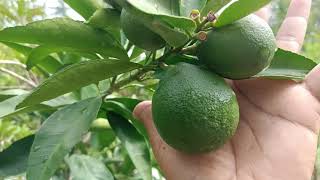 Tambulampot Jeruk Sunkist Berbuah Lebat.#fruit #petanimuda #jeruk #fruits #diygarden