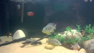 Central and South American cichlid setup