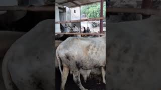 barish ma cow mandi / cow mandi 2022 @mandivlogswithEjaz