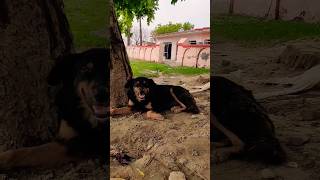 यह भी वफादार होते हैं 🙏 #shortvideo #noida #dog #blackdogs ❤️