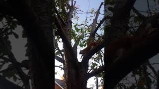 Amber climbs a tree!