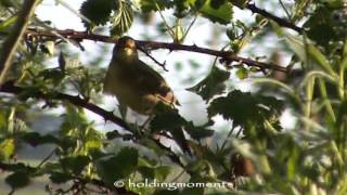 Grasshopper Warbler